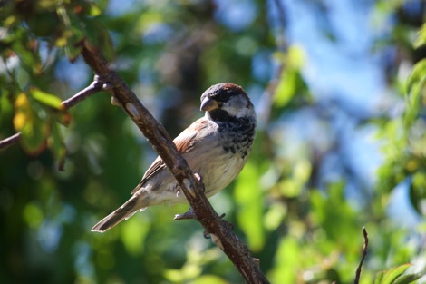 House sparrow